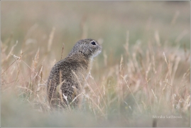 <p>SYSEL OBECNÝ (Spermophilus citellus) /European ground squirrel - Europäischer Ziesel/</p>